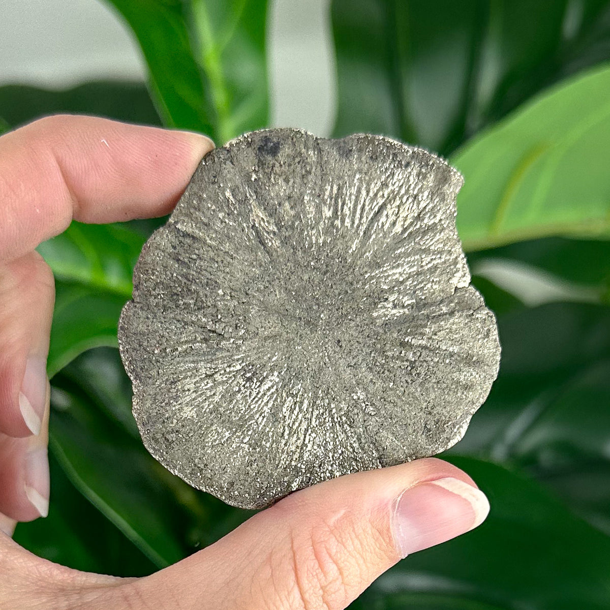 Small Pyrite Sun Crystal (58g) – Rare Collector’s Mineral for Protection & Abundance