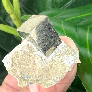 Pyrite in Marlstone Crystal Specimen | Abundance & Success