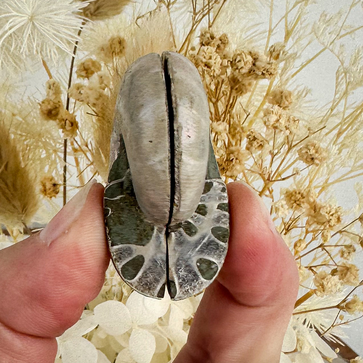 Beautiful Ammonite Fossil Pair - 37g, Ancient Marine Treasure