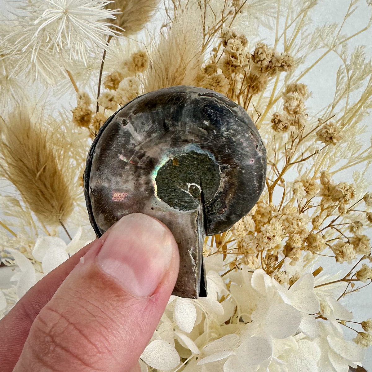 Elegant Ammonite Fossil Pair - 40g, Natural Spiral Wonders