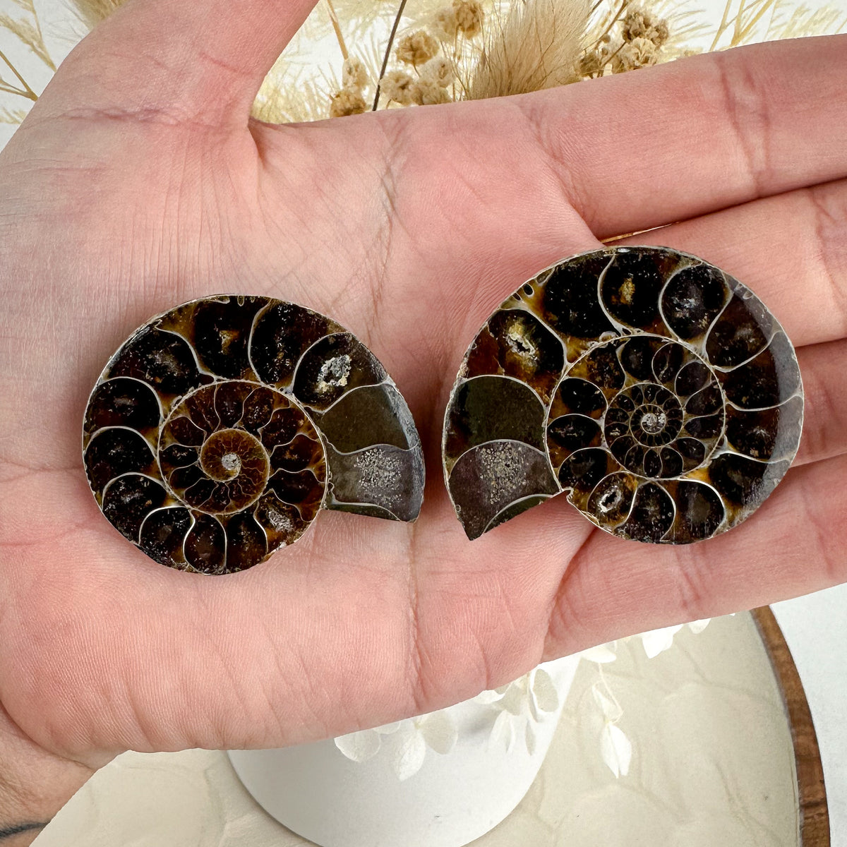 Elegant Ammonite Fossil Pair - 40g, Natural Spiral Wonders