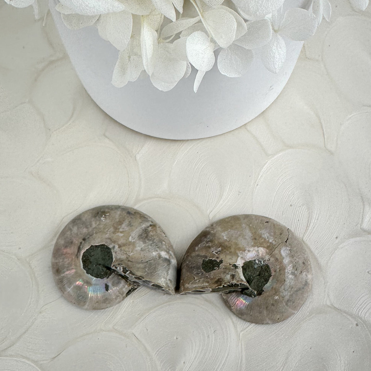 Beautiful Ammonite Fossil Pair - 37g, Ancient Marine Treasure