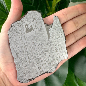 Muonionalusta Meteorite Slice 183g | Authentic Space Stone