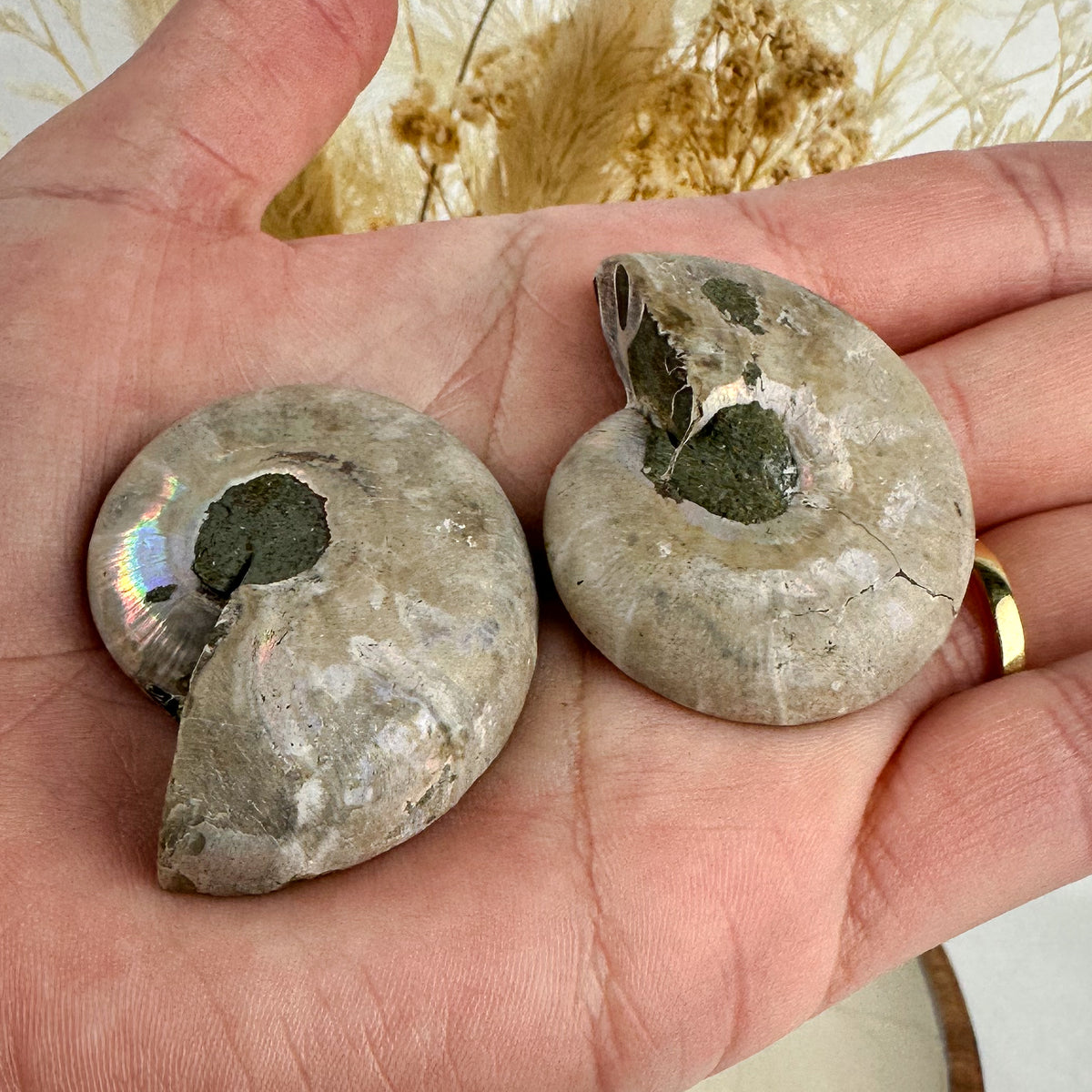 Beautiful Ammonite Fossil Pair - 37g, Ancient Marine Treasure