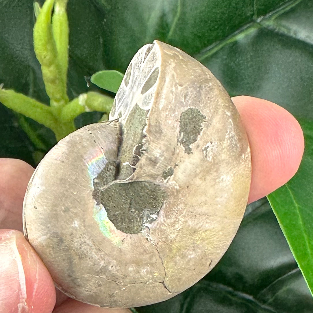 Ammonite Fossil Pair | Natural Spiral | Ancient Marine Energy (37g)