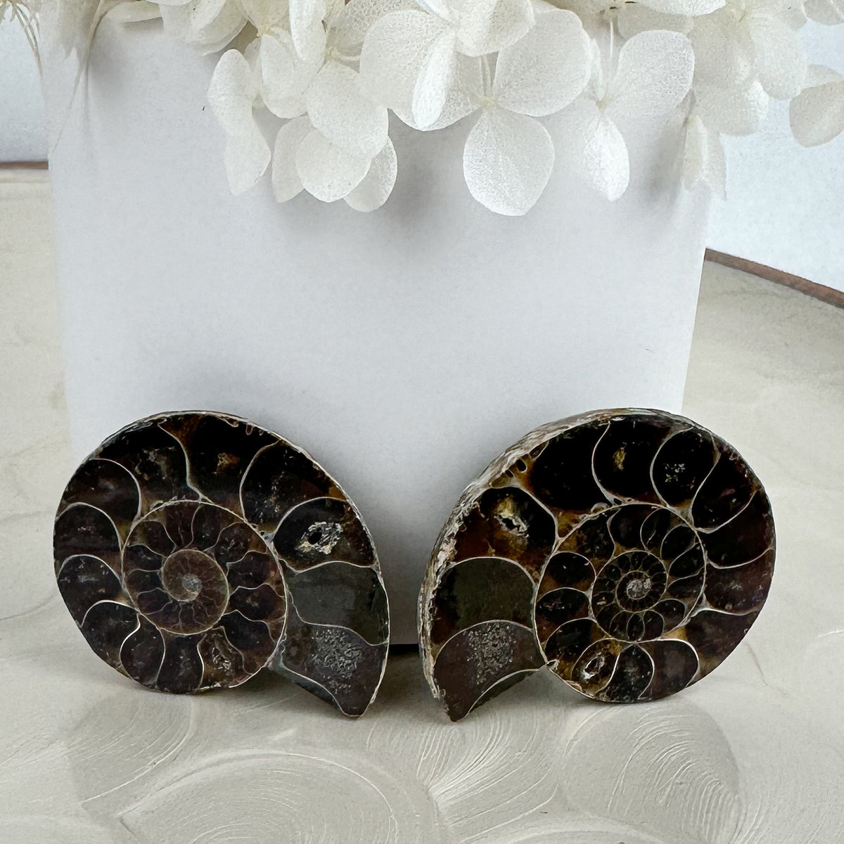 Elegant Ammonite Fossil Pair - 40g, Natural Spiral Wonders