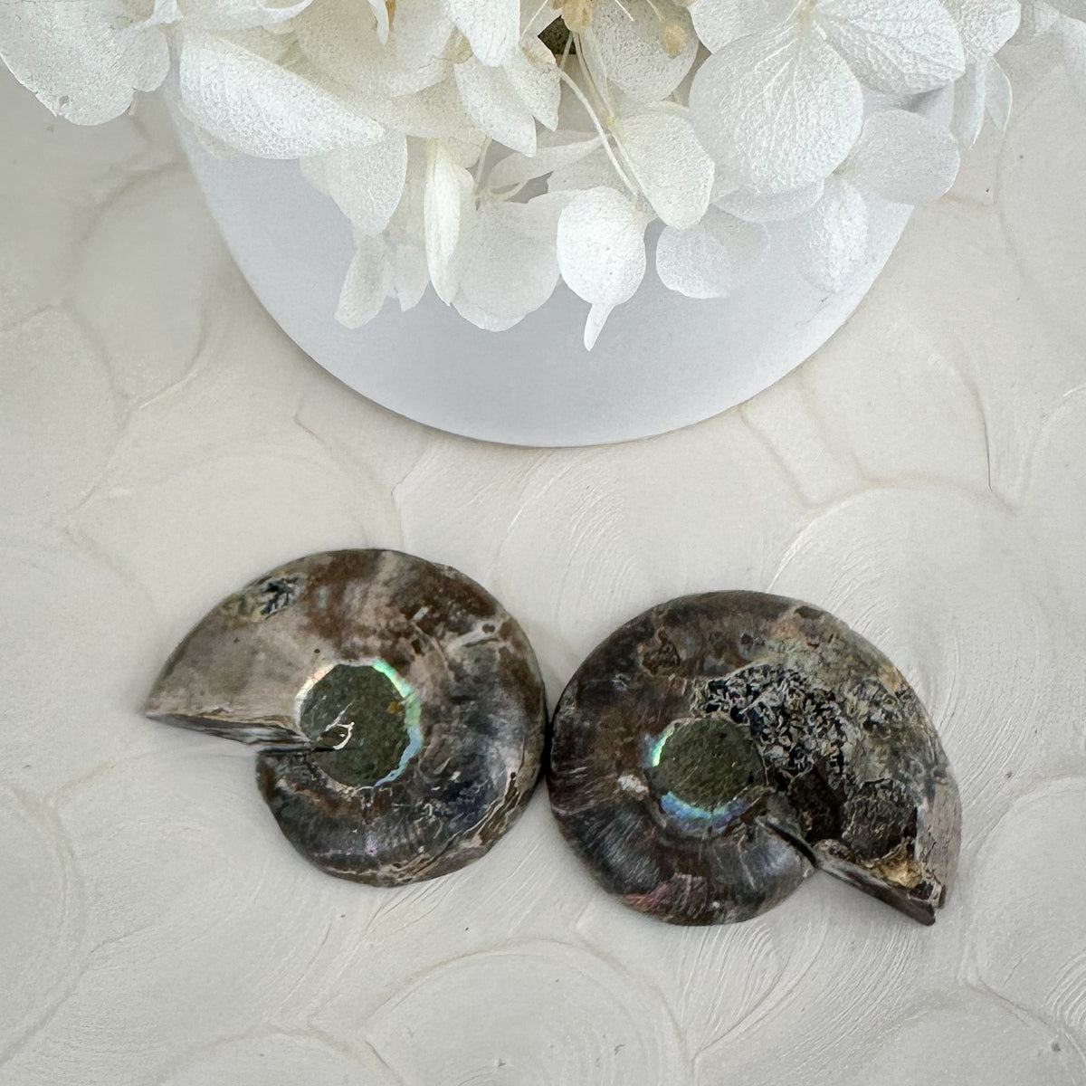 Elegant Ammonite Fossil Pair - 40g, Natural Spiral Wonders