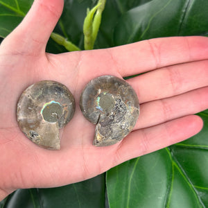 Ammonite Fossil Pair | Natural Spiral | Collector Display Crystal (40g)