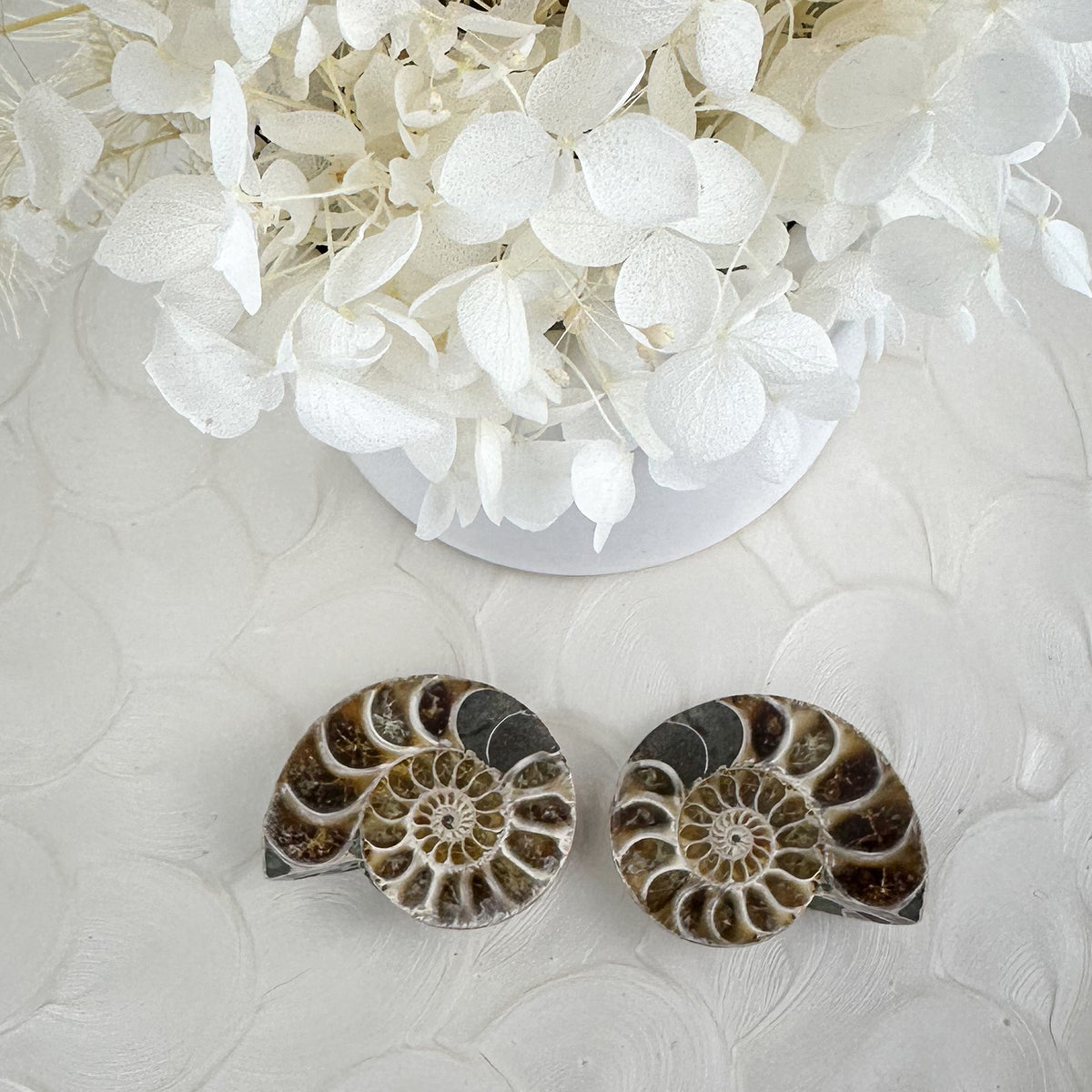 Beautiful Ammonite Fossil Pair - 37g, Ancient Marine Treasure