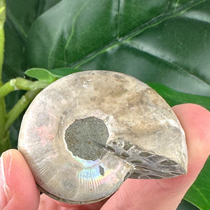 Ammonite Fossil Pair | Natural Spiral | Ancient Marine Energy (37g)
