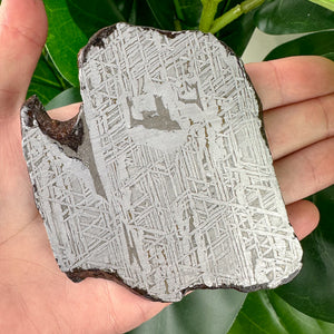 Muonionalusta Meteorite Slice 183g | Authentic Space Stone