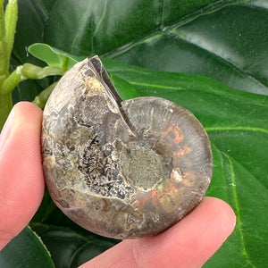 Ammonite Fossil Pair | Natural Spiral | Collector Display Crystal (40g)