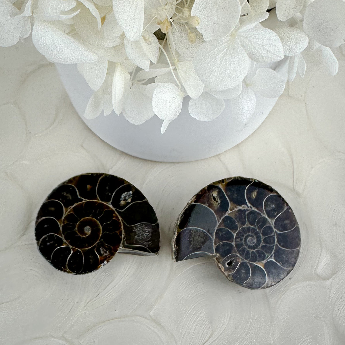 Elegant Ammonite Fossil Pair - 40g, Natural Spiral Wonders