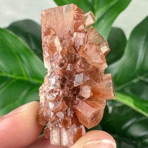 Aragonite Sputnik Cluster | Stability, Grounding & Earth Energy Crystal