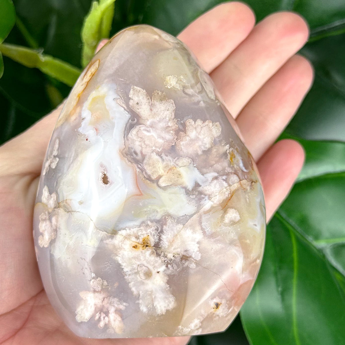 Flower Agate Free Form Crystal | Feminine Energy, Healing & New Beginnings