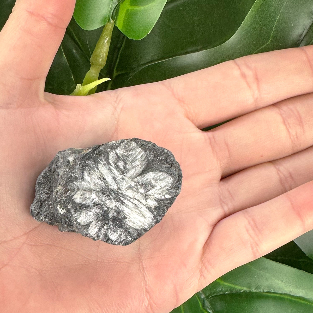 Chiastolite Rough Crystal | Protection, Grounding & Spiritual Strength