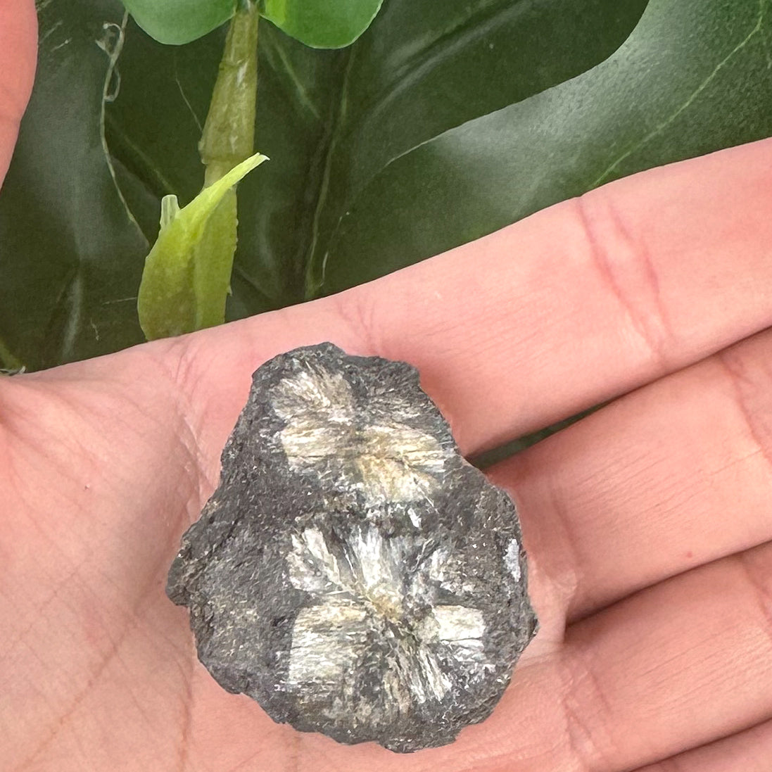 Chiastolite Rough Specimen | Grounding, Protection & Strength