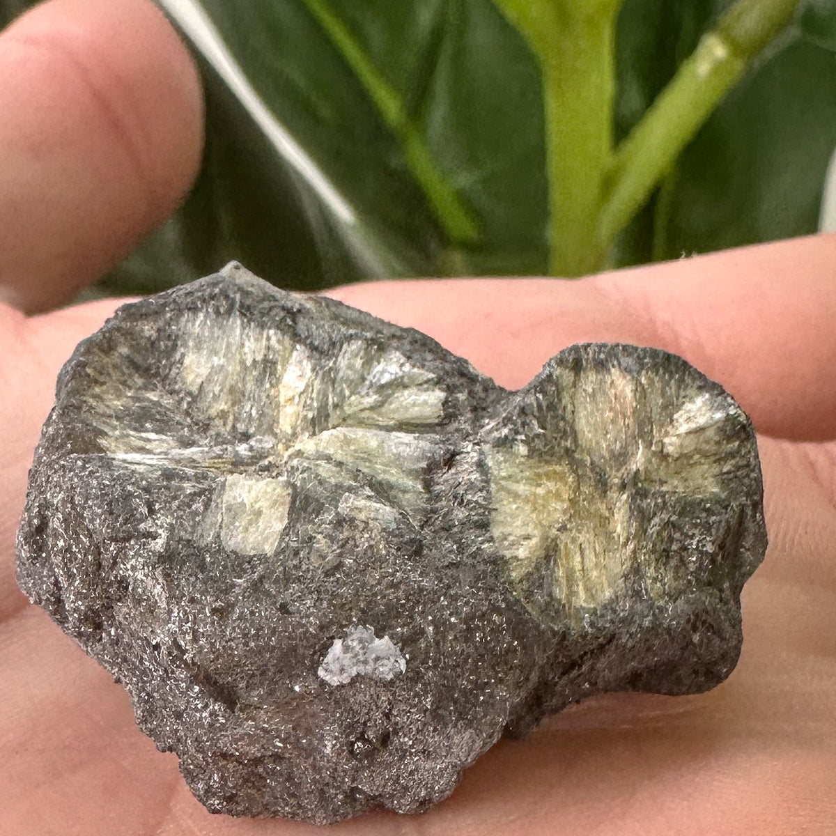 Chiastolite Rough Specimen | Grounding, Protection & Strength
