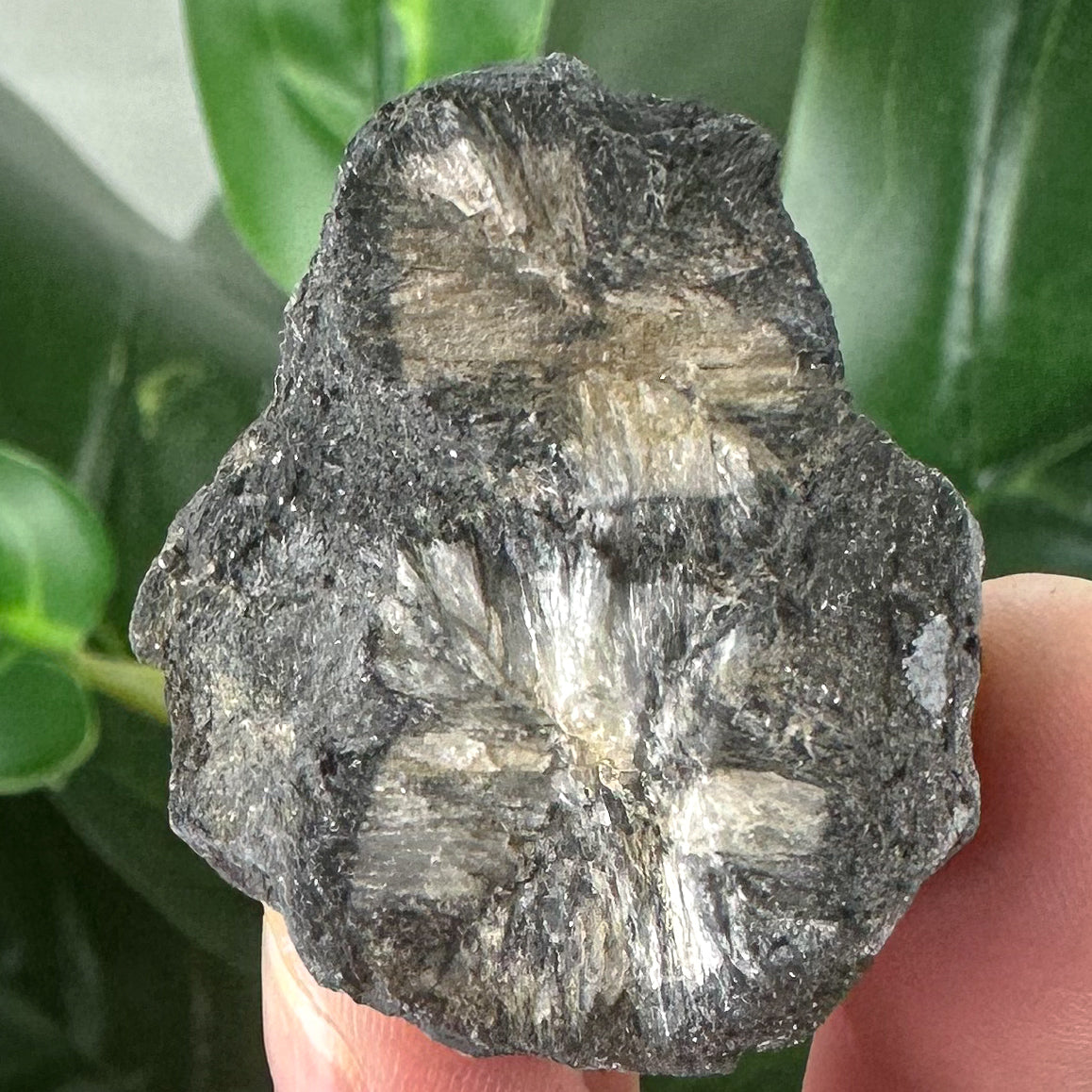 Chiastolite Rough Specimen | Grounding, Protection & Strength