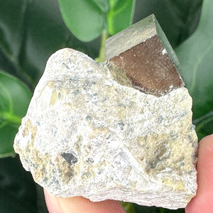 Pyrite in Marlstone Specimen A | Confidence, Protection & Manifestation