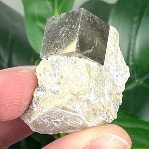 Pyrite in Marlstone Specimen A | Confidence, Protection & Manifestation