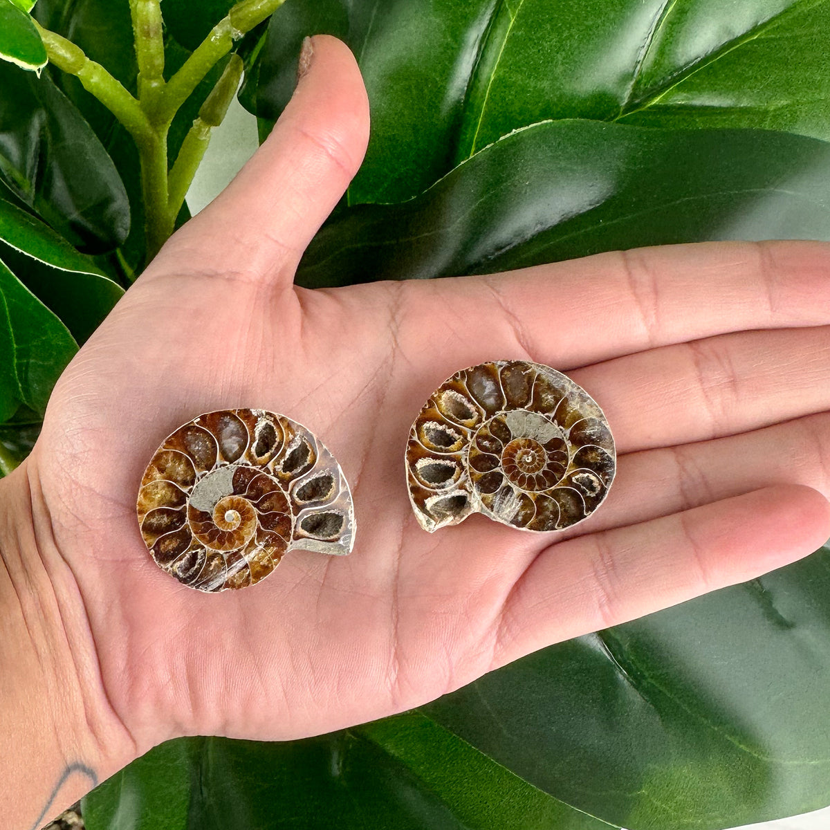 Stunning Ammonite Fossil Pair - 23g, Ancient Sea Beauty