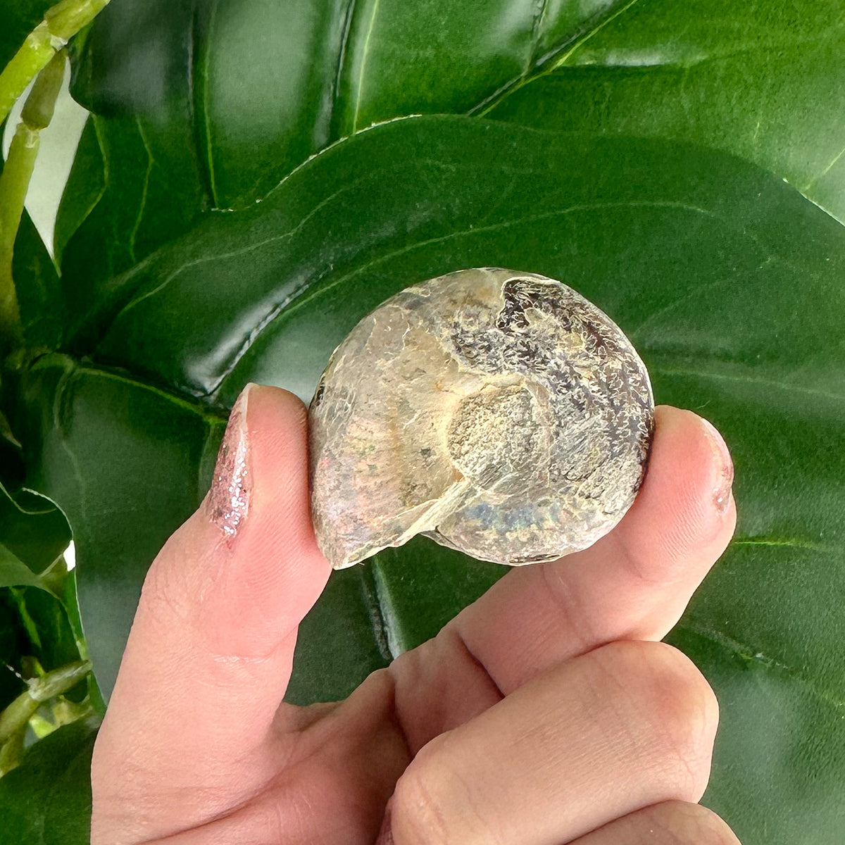 Stunning Ammonite Fossil Pair - 23g, Ancient Sea Beauty