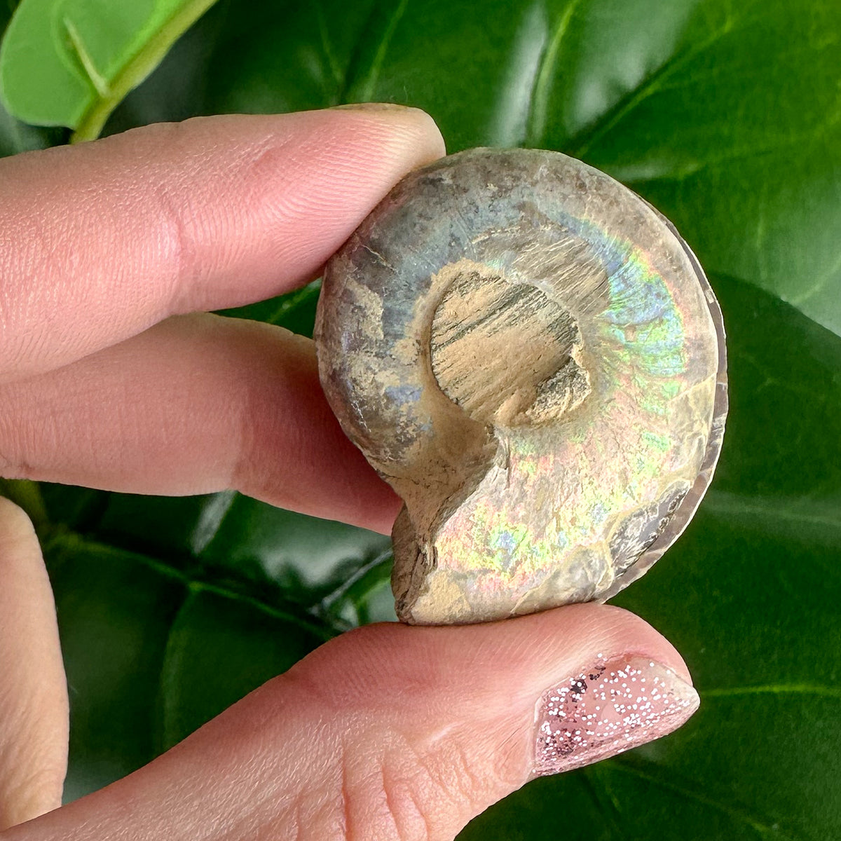 Stunning Ammonite Fossil Pair - 23g, Ancient Sea Beauty