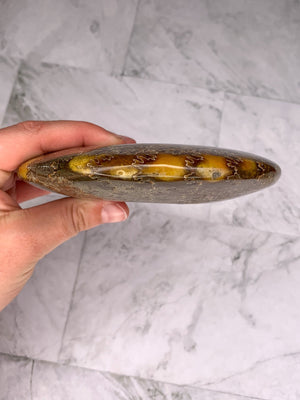 Ancient Treasures: Natural Ammonite Fossil