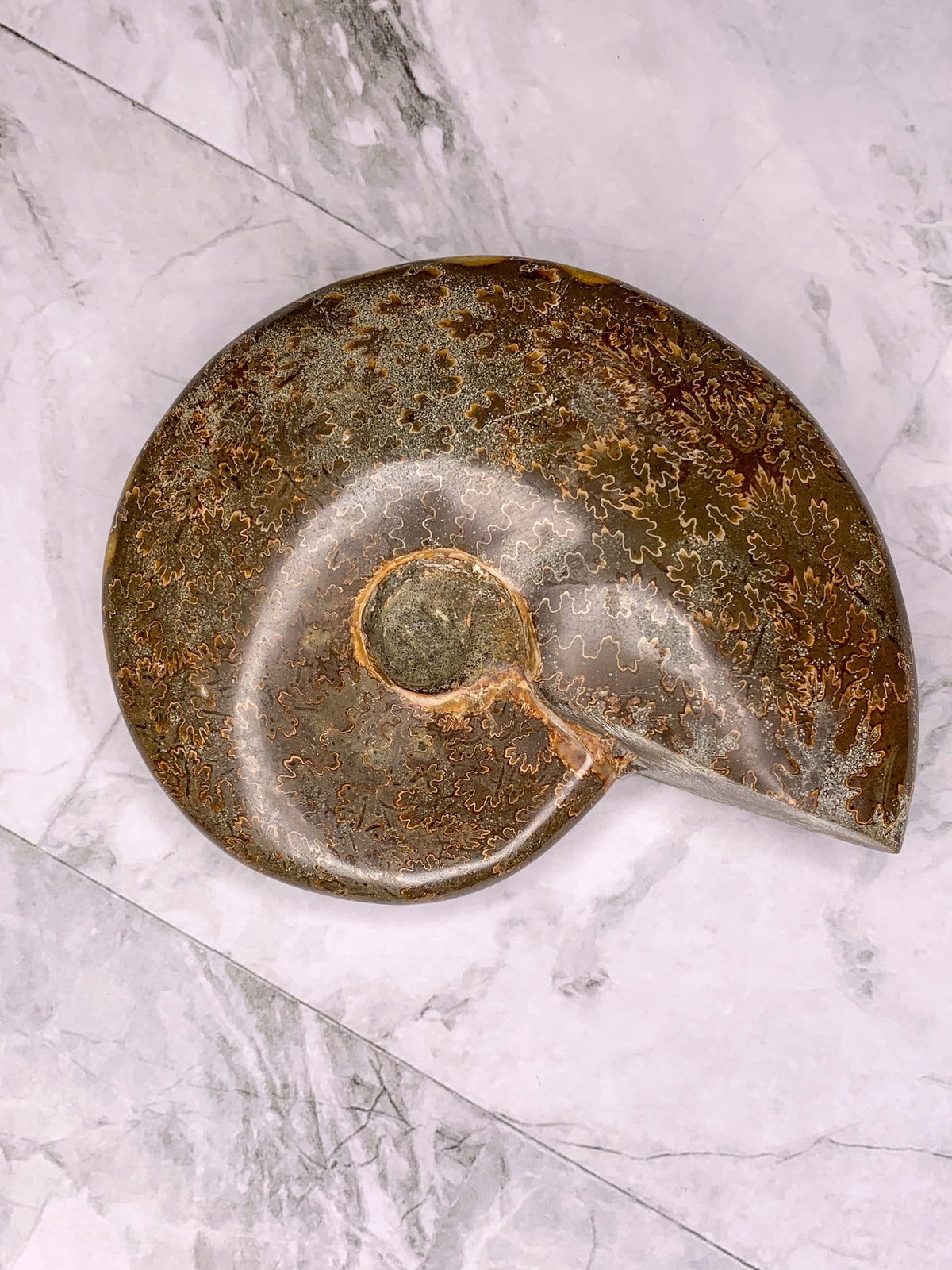 Ancient Treasures: Natural Ammonite Fossil