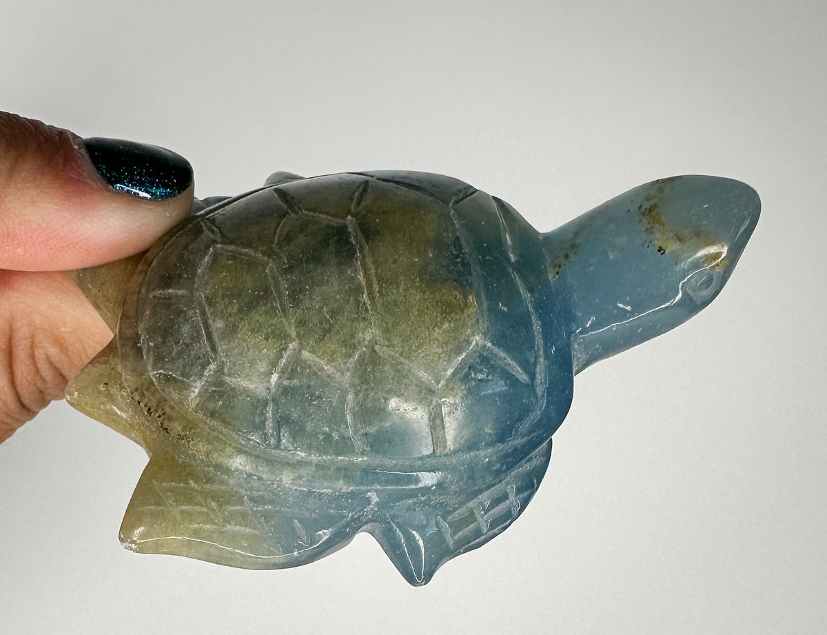 Blue Onyx Turtle